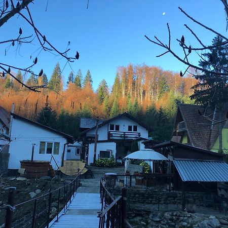 Podul De Brazi - Fir Bridge Villa Cîrţişoara Bagian luar foto
