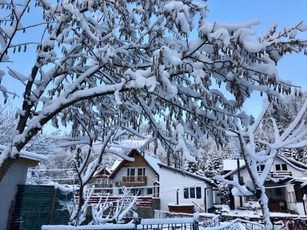 Podul De Brazi - Fir Bridge Villa Cîrţişoara Bagian luar foto
