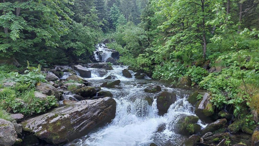 Podul De Brazi - Fir Bridge Villa Cîrţişoara Bagian luar foto